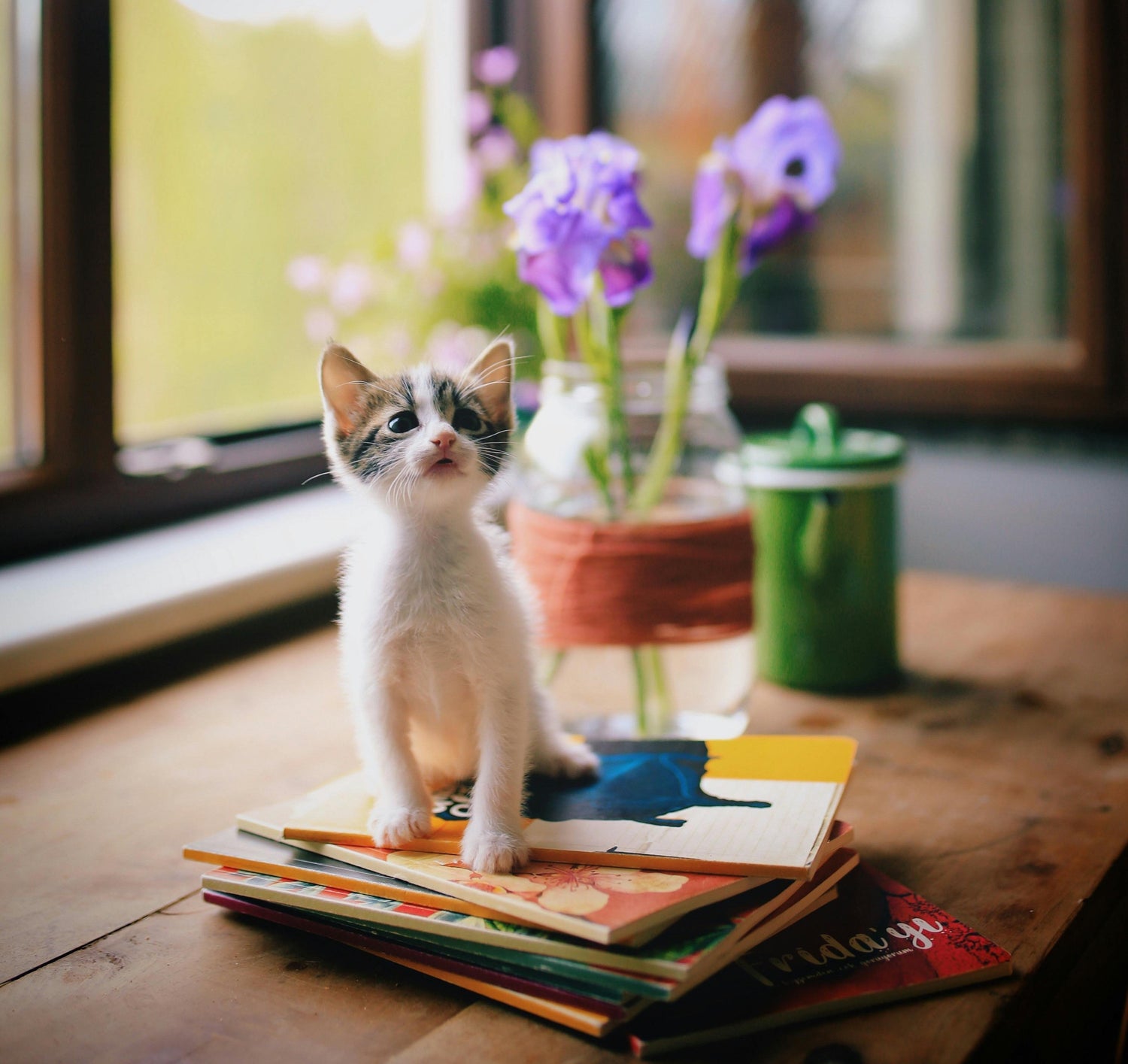 pisicuță așezată pe cărți lângă o vază cu flori, imagine care ilustrează colecția de semne de carte cu pisici